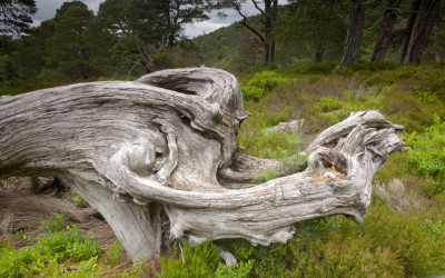 Ballachbuie Forest, Cairngorms.